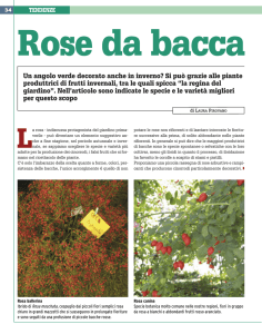 Rose da bacca, N. 66, 2012