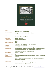 vigna del vulcano - Cantine Villa Dora