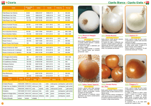 Cipolla Bianca • Cipolla Gialla Cicoria