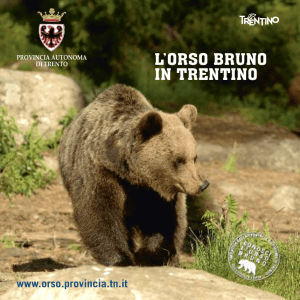 L`orso bruno in Trentino - Orso e grandi carnivori