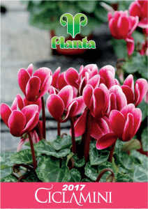 Ciclamini 2017 - Planta Giovani Piante > Home