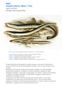 PESCI Lampetra planeri (Bloch, 1784) regno animale famiglia