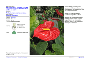 A\Anthurium Andreanum