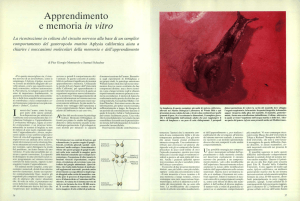 Apprendimento e memoria in vitro