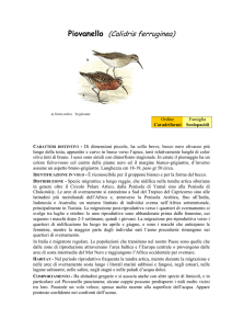 PIOVANELLO (Calidris ferruginea)