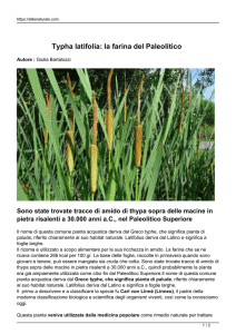 Typha latifolia: la farina del Paleolitico