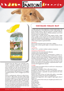 Orchard Grass Hay