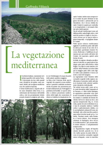 La vegetazione mediterranea, di Goffredo Filibeck