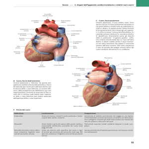 3. Organi dell`apparato cardiocircolatorio e relativi vasi e