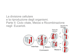 meiosi I