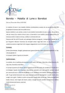 Borrelia – Malattia di Lyme o Borreliosi