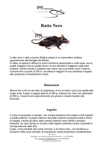 Ratto Nero - MR Services Disinfestazioni