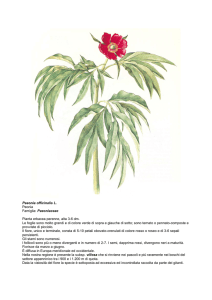 Paeonia officinalis L. - Regione Marche
