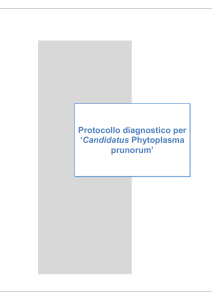 Protocollo diagnosi `Ca. P. prunorum`.