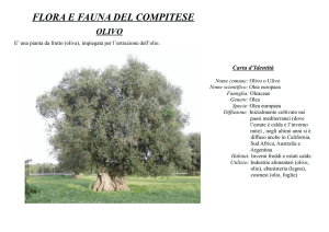 Olivo - Camellietum Compitese