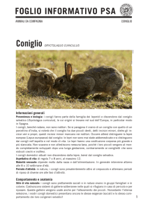 Coniglio - Protezione Svizzera degli Animali PSA