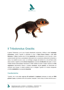 Scarica la scheda del Tribolonotus - Vetsanfrancesco