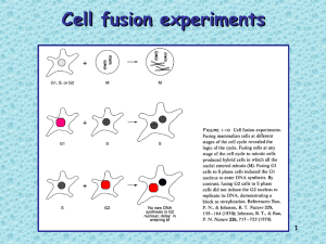 Cell fusion experiments