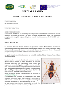 Bollettino olivo del 17-07-2015 Speciale Lario