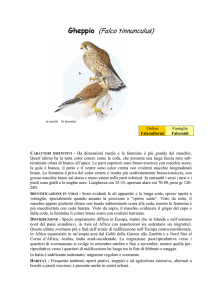 GHEPPIO (Falco tinnunculus)