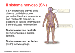 Il sistema nervoso (SN) Il sistema nervoso (SN)