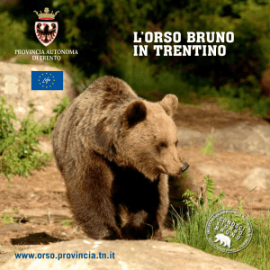 L`orso bruno in Trentino - Orso e grandi carnivori