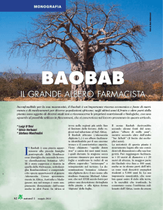 Baobab. Il grande albero farmacista