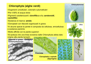 Chlorophyta (alghe verdi)