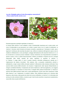 COMPONENTI Acerola (Malpighia glabra) frutto fitocomplesso