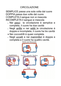 CIRCOLAZIONE SEMPLICE passa una sola volta dal cuore DOPPIA