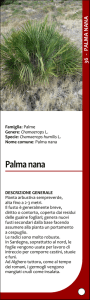 Palma nana - SardegnaAmbiente