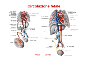 Circolazione fetale