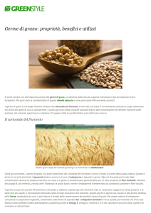 Germe di grano: proprietà, benefici e utilizzi