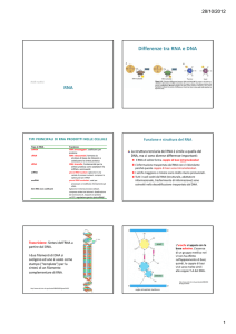 Differenze tra RNA e DNA