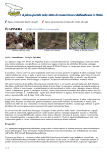 CAPINERA - Uccelli da proteggere