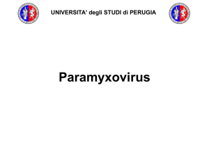 morbillo Paramyxovirus