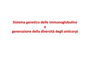 Sistema genetico delle immunoglobuline e generazione della