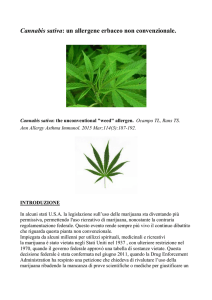 Cannabis sativa - Pollini e Allergia