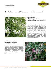 Trachelospermum (Rhyncospermum) (Apocynaceae)