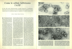 Come le cellule fabbricano l`ATP