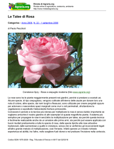 Le Talee di Rosa - Rivista di Agraria.org