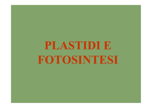 Botanica PLASTIDI-FOTOSINTESI [modalità compatibilità]