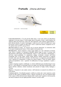 Fraticello (Sterna albifrons)
