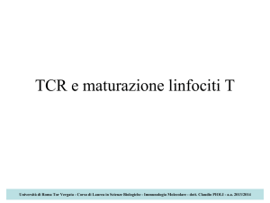 TCR e maturazione linfociti T