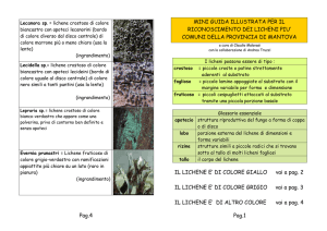 mini guida illustrata per il riconoscimento dei licheni piu` comuni