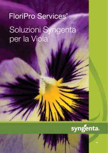 Soluzioni Syngenta per la Viola