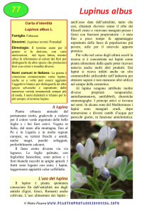 Lupinus albus - Piante spontanee in cucina