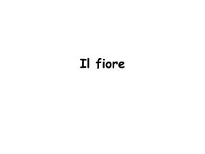 20 Il fiore pdf - e