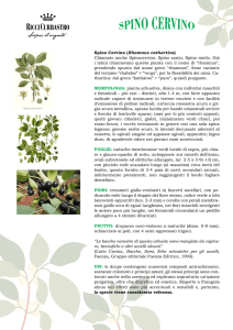 Spino Cervino (Rhamnus cathartica) Chiamato