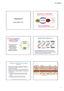 Diapositive sul metabolismo.